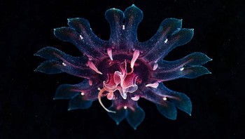 Foto: Alexander Semenov via Bored Panda