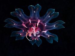 Penampakan Makhluk Bawah Laut yang Bikin Mata Terpana