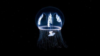 Foto: Alexander Semenov via Bored Panda