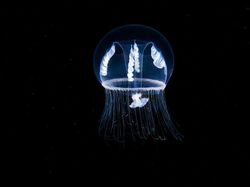 Penampakan Makhluk Bawah Laut yang Bikin Mata Terpana