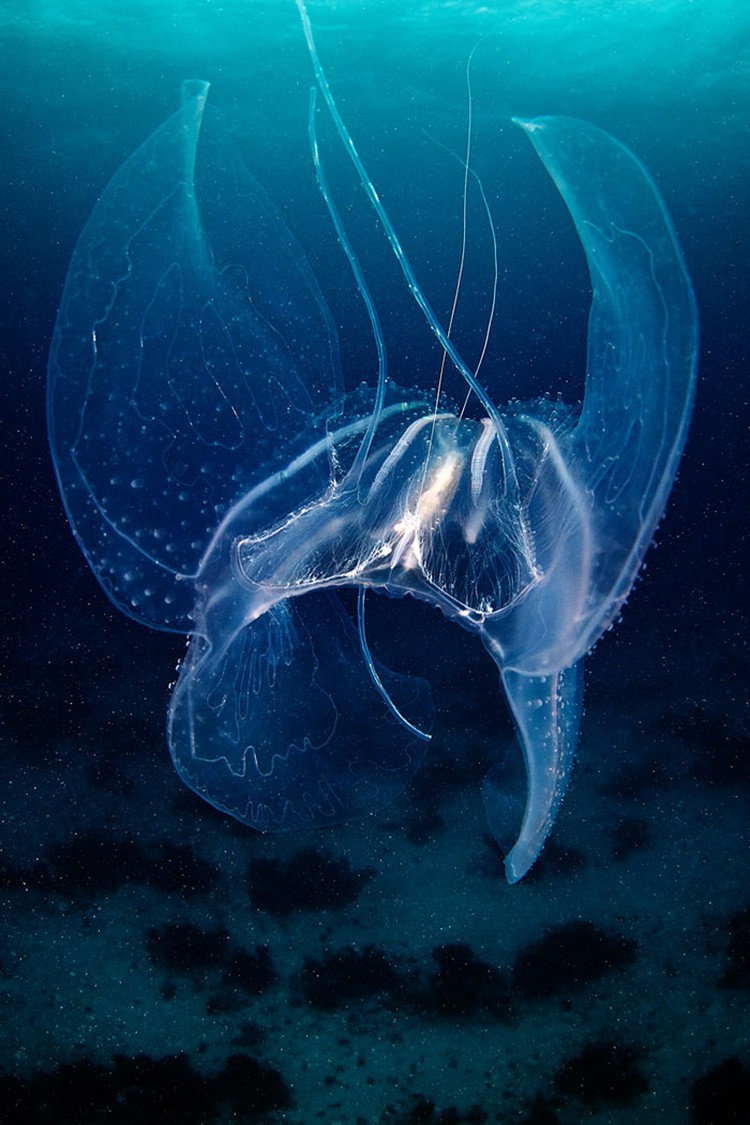 Makhluk Bawah Laut Makhluk Bawah Laut