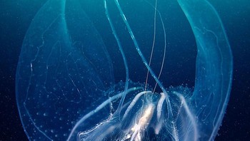 Semenov kerap menyelam dalam kondisi yang sulit. Foto: Alexander Semenov via Bored Panda