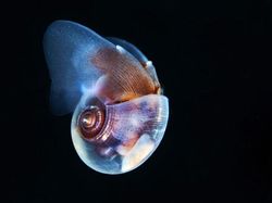 Penampakan Makhluk Bawah Laut yang Bikin Mata Terpana