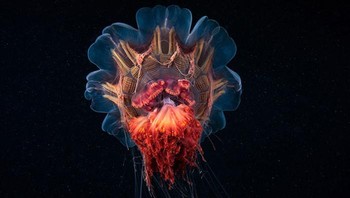 Semenov mengaku punya tujuan pribadi dari apa yang dilakukannya. Foto: Alexander Semenov via Bored Panda