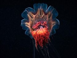 Penampakan Makhluk Bawah Laut yang Bikin Mata Terpana