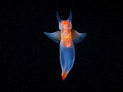 Penampakan Makhluk Bawah Laut yang Bikin Mata Terpana