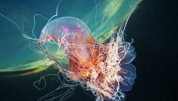 Foto: Alexander Semenov via Bored Panda