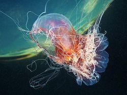 Penampakan Makhluk Bawah Laut yang Bikin Mata Terpana