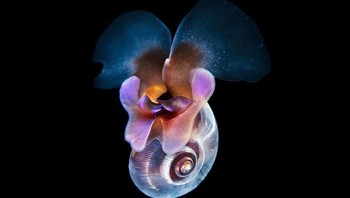 Jadi menggabungkan kemampuan tadi yang memungkinkannya untuk menangkap subjek yang sebagian besar dari kita bahkan belum pernah melihatnya. Foto: Alexander Semenov via Bored Panda