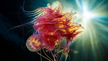 Untuk melihat karya Semenov kamu bisa mengakses album Flickrnya di sini. Foto: Alexander Semenov via Bored Panda