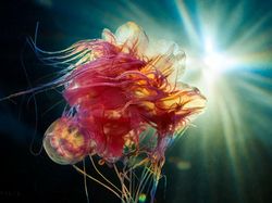 Penampakan Makhluk Bawah Laut yang Bikin Mata Terpana