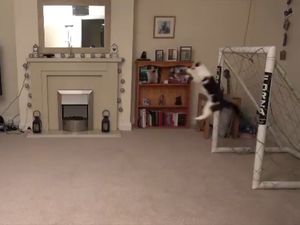 Ini Meownuel Neuer, Kucing yang Jago Jadi Kiper