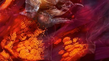 Foto: Alexander Semenov via Bored Panda