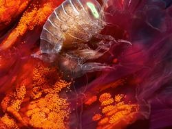 Penampakan Makhluk Bawah Laut yang Bikin Mata Terpana