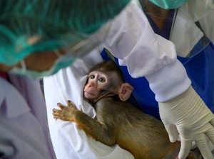 Demi Vaksin Corona Murah, Thailand Uji Cobakan ke Monyet