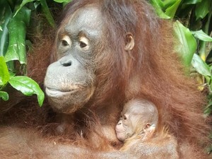 Satwa Dilindungi Lahir di Tengah Pandemi, Orang Utan Hingga Kasuari