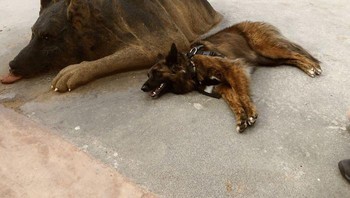Lalu menggunakan lidi dan bulu untuk mengukir bagian-bagian yang dibutuhkan seperti mata, hidung, dan lain-lain. (Foto: Dok. Andoni Bastarrika)