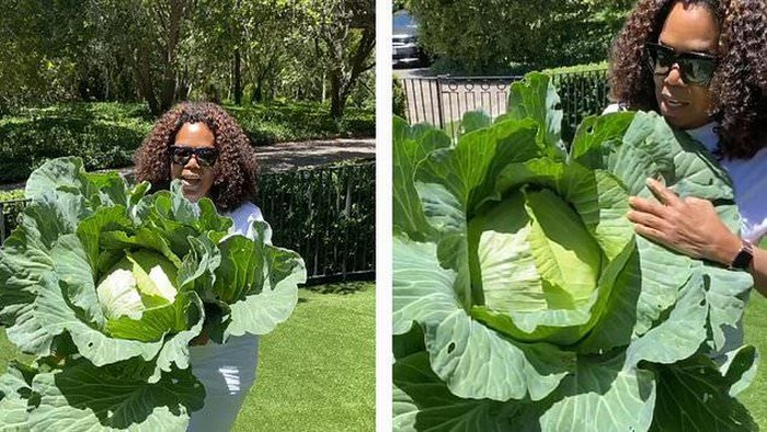 Oprah Winfrey panen kubis jumbo