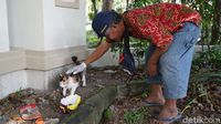 Para Relawan di Solo Ini Sisir Kucing Liar yang Terdampak Pandemi