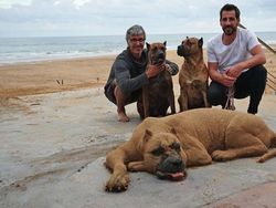 Keren! Tampak Seperti Nyata Hewan Ini Terbuat Dari Pasir