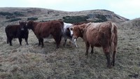 Kota yang dijuluki The Heart of Scotland ini dikelilingi oleh perbukitan hijau, sungai Forth, dan padang rumput yang menjadi surganya para domba, sapi, dan Highland Cow (sapi khas dataran tinggi Skotlandia yang bertanduk dan berbulu lebat) (Ridha Khairina/istimewa)