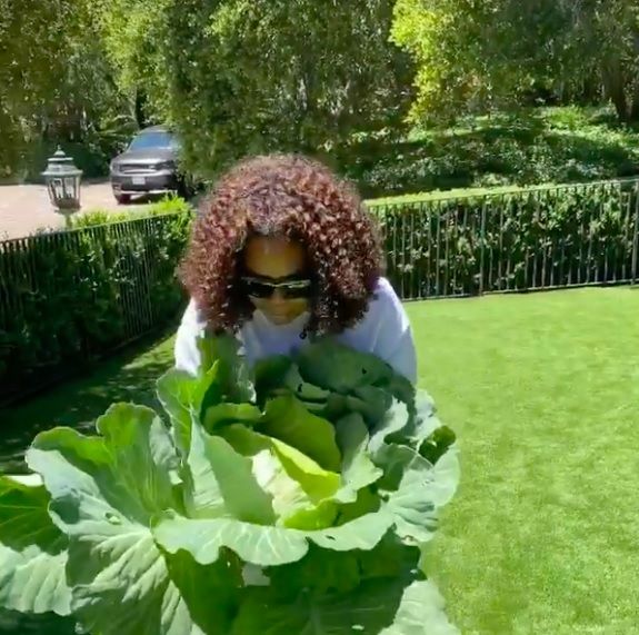 Oprah Winfrey panen kubis jumbo