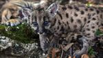 Pandemic dan Quarantine, Dua Bayi Puma di Kebun Binatang Meksiko