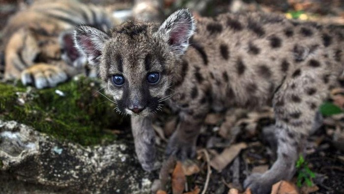 Puma lahir dengan nama Pandemic dan Quarantine Puma lahir dengan nama Pandemic dan Quarantine