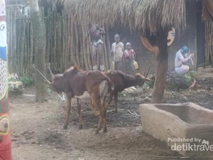 Rupa Sabana Ketika Dipindah ke Kebun Binatang