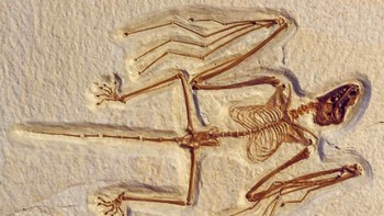 Kelelawar tertua yang diketahui, hidup sekitar 50 juta tahun yang lalu. Foto: Ilustrasi via Brainberries