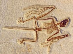 Fakta-fakta Luar Biasa tentang Kelelawar