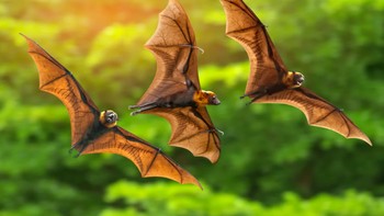 Beberapa kelelawar suka meminum darah sapi, sementara yang lainnya menyerang kambing. Ada juga kelelawar vampir bersayap putih yang jago berperilaku seperti anak ayam untuk membodohi induk ayam agar memeluk mereka. Foto: Ilustrasi via Brainberries