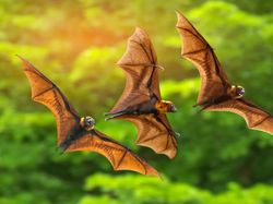 Fakta-fakta Luar Biasa tentang Kelelawar