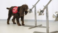 Bukan hanya di Finlandia saja, anjing digunakan untuk mendeteksi virus Corona, Di London, anjing juga tengah dilatih agar bisa mencium bau orang yang terkena virus Corona. Foto: London School of Hygiene and Tropical Medicine