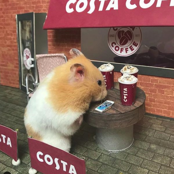 Saking niatnya, dia membuat beragam properti mini untuk membuat hamster semakin realistis dalam berparodi. Mulai dari komputer mini, kasir, keranjang, kasur, dapur, truk makanan, tenda dan masih banyak lagi. (harcourt_hammies/Instagram) Saking niatnya, dia membuat beragam properti mini untuk membuat hamster semakin realistis dalam berparodi. Mulai dari komputer mini, kasir, keranjang, kasur, dapur, truk makanan, tenda dan masih banyak lagi. (harcourt_hammies/Instagram)