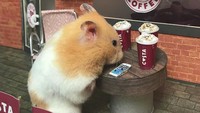 Saking niatnya, dia membuat beragam properti mini untuk membuat hamster semakin realistis dalam berparodi. Mulai dari komputer mini, kasir, keranjang, kasur, dapur, truk makanan, tenda dan masih banyak lagi. (harcourt_hammies/Instagram)