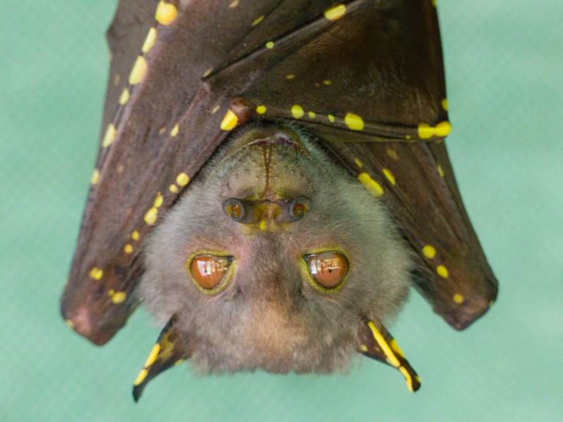 kelelawar