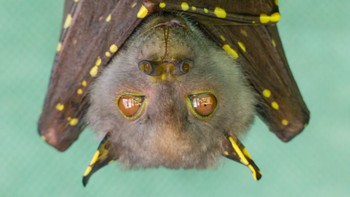 Lebih dari 50% dari semua kelelawar di AS adalah spesies yang terancam punah. Foto: Ilustrasi via Brainberries