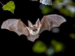 Fakta-fakta Luar Biasa tentang Kelelawar