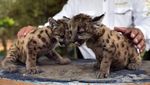 Pandemic dan Quarantine, Dua Bayi Puma di Kebun Binatang Meksiko