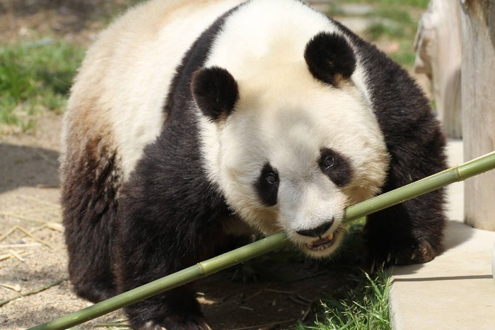 Panda Tan Tan