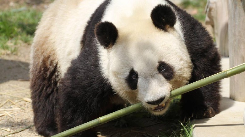 Panda Tan Tan Panda Tan Tan