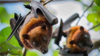 Kelelawar vampir secara fisik tidak dapat menyedot darah. Mereka hanya menggigit kulit dan menjilat lukanya. Foto: Ilustrasi via Brainberries