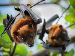 Fakta-fakta Luar Biasa tentang Kelelawar