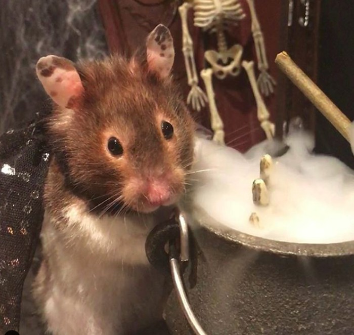 hamster parodikan manusia