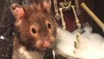 Foto: Ragam Parodi Manusia Saat Lockdown oleh Hamster