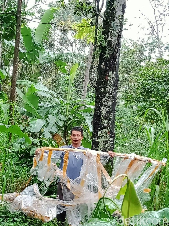 Balon udara yang mendarat di kebun warga Desa Balerante, Kecamatan Kemalang