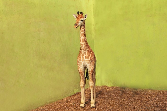 Jerapah di Taman Safari Bali
