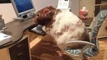 Foto: Ragam Parodi Manusia Saat Lockdown oleh Hamster