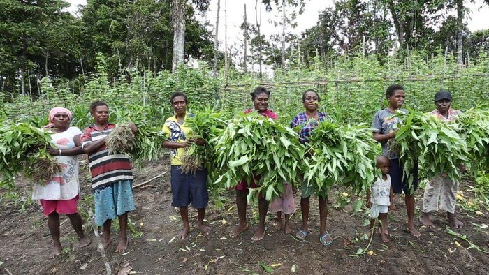 Covid-19 Papua: Rawan kelaparan saat pandemi, warga berkebun massal